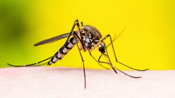 piqure de moustique gros plan